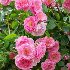 Pale Pink Climbing Rose Flower Seeds for Planting – Heirloom, Non-GMO, High Germination Organic Garden Seeds