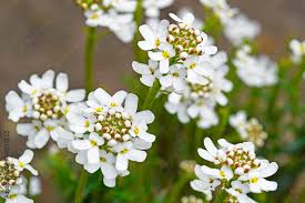 White Candytuft Snow Seeds – Heirloom, Non-GMO, Pollinator Friendly