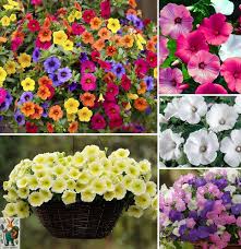 Sunrise Cascading Petunia Flower Seeds for Planting - Heirloom, Non-GMO, High Germination Organic Garden Seeds