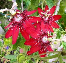 Red Passiflora Incarnata Flower Seeds for Planting – Heirloom, Non-GMO, Premium Quality, High Germination