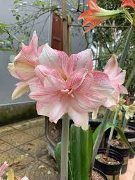Pink Hippeastrum Flower Seeds for Planting – Heirloom, Non-GMO, Compact Growth Organic Garden Seeds