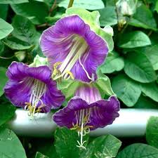Heirloom Cobaea Bells Flower Seeds for Planting | Non-GMO, High Germination, Organic Garden Seeds