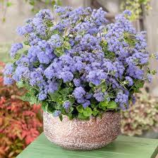 Heirloom Ageratum Flower Seeds for Planting – Perfect for Borders, Non-GMO, High Germination Organic Garden Seeds
