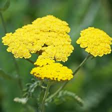 Yellow Yarrow Flower Seeds for Planting - Heirloom, Non-GMO, High Germination Organic Garden Seeds