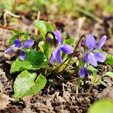 Purple Viola Charlotte Flower Seeds for Planting – Fragrant Heirloom, Non-GMO, High Germination Garden Seeds