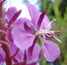 Epilobium Angustifolium Flower Seeds for Planting - Heirloom, Non-GMO, High Germination Organic Garden Seeds