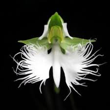 Egret Bonsai Flower Seeds for Planting - Colorful Display, Heirloom, Non-GMO, High Germination Organic Garden Seeds