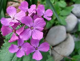 Lunaria Annua Flower Seeds for Planting – Heirloom Non-GMO Long Bloom Season Organic Garden Seeds