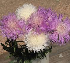Centaurea Moschata Flower Seeds for Planting – Drought Tolerant, Heirloom, Non-GMO, High Germination Organic Garden Seeds