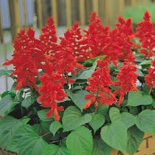 Salvia Flower Seeds for Planting – Heirloom, Non-GMO, High Germination Organic Garden Seeds