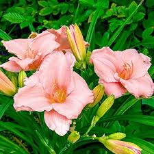 Pink White Hemerocallis Flower Seeds for Planting – Heirloom, Non-GMO, High Germination Garden Seeds