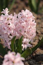 Baby Pink Hyacinth Flower Seeds for Planting – Heirloom, Non-GMO, Shade Tolerant, High Germination