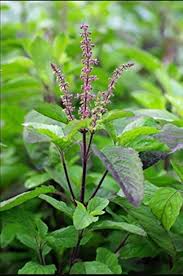 Ocimum Flower Seeds for Planting – Fragrant Blossoms, Heirloom, Non-GMO, High Germination Organic Garden Seeds