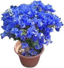 Blue Bougainvillea Flower Seeds for Planting – Pollinator Friendly, Heirloom, Non-GMO, High Germination Organic Garden Seeds