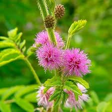 Pink Mimosa Pudica Flower Seeds for Planting – Heirloom, Non-GMO, Easy to Grow Organic Garden Seeds
