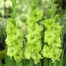 Gladiolus Dark Green Flower seeds for Planting – Vibrant Colors, Heirloom &amp; GMO Free Seeds for Home Garden, High Germination