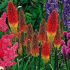 Mixed Red Hot Poker Flower Seeds for Planting – Heirloom Non-GMO High Germination Organic Garden Seeds