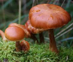 Vegetable Seeds,Garden seeds, Seeds For Planting,Plant Seeds