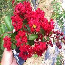 Lagerstroemia Flower Seeds for Planting – Heirloom, Non-GMO, High Germination Organic Garden Seeds
