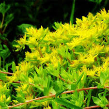 Yellow Moss Stonecrop Flower Seeds for Planting – Heirloom, Non-GMO, Seasonal Organic Garden Seeds