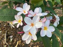 Pink White Frangipani Flower Seeds for Planting – Shade Tolerant, Heirloom, Non-GMO, High Germination Garden Seeds