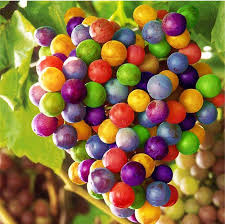 Fruit Seeds,Garden seeds, Seeds For Planting,Plant Seeds