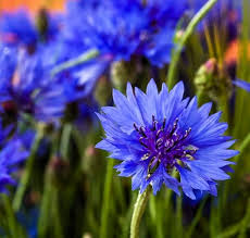 Cornflower Seeds for Planting | Heirloom Non-GMO Organic Garden Seeds, High Germination, Fragrant Blossoms
