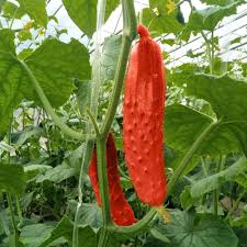 Red Cucumber flower seeds for planting - Heirloom & Non-GMO Garden Seeds