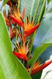 False Bird of Paradise Flower Seeds for Planting – Heirloom, Non-GMO, High Germination Organic Garden Seeds