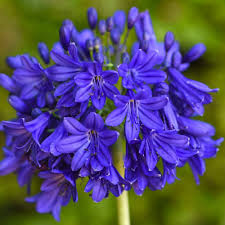 Mix Agapanthus Flower Seeds for Planting – Heirloom, Non-GMO, High Germination Organic Garden Seeds