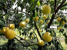 Fruit Seeds,Garden seeds, Seeds For Planting,Plant Seeds