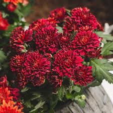 Deep Red Chrysanthemum Flower Seeds for Planting | Heirloom Non-GMO High Germination Organic Garden Seeds