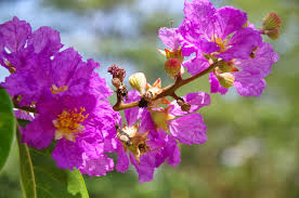 Lagerstroemia Flower Seeds for Planting – Perfect for Borders, Heirloom, Non-GMO, Organic Garden Seeds