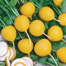 Radish Seeds for Planting Yellow – Heirloom, Non-GMO, Organic Garden Seeds – Fast-Growing, High Germination