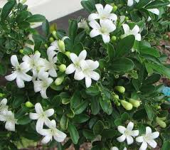 Heirloom Murraya Flower Seeds for Planting – Non-GMO, Vibrant Colors, High Germination