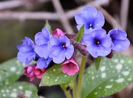 Pulmonaria Flower Seeds for Planting – Heirloom, Non-GMO, Pollinator-Friendly Organic Garden Seeds