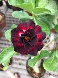 Green Black Adenium Obesum Seeds for Planting | Fragrant Blossoms | Heirloom Non-GMO High Germination Seeds