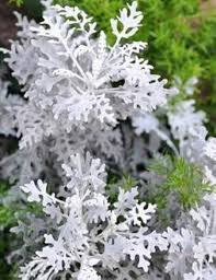 Gray Cineraria Dusty Flower Seeds for Planting – Heirloom Non-GMO, High Germination, Drought Tolerant