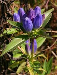 Gentiana Flower Seeds for Planting – Easy to Grow, Heirloom Non-GMO High Germination Organic Garden Seeds