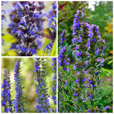 Heirloom Hyssop Flower Seeds for Planting – Sun Loving, Non-GMO, High Germination Organic Garden Seeds