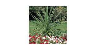 Dracaena Spike Seeds – High Germination Heirloom, Non-GMO Flower Seeds for Planting Borders & Organic Gardens