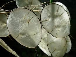 Lunaria Flower Seeds for Planting Heirloom Non-GMO High Germination Organic Garden Seeds