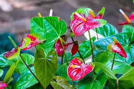 Anthurium Flower Seeds for Planting – Compact Growth, Heirloom, Non-GMO, High Germination Garden Seeds