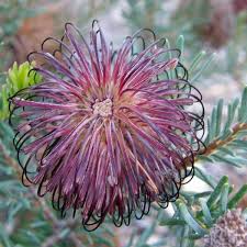Violet Banksia Flower Seeds for Planting – Heirloom, Non-GMO, High Germination Organic Garden Seeds