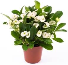 Heirloom Euphorbia Mayurnathanii Flower Seeds for Planting – Fragrant Blossoms, Non-GMO, High Germination