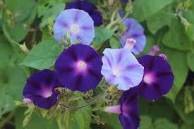 Moranensis Flower Seeds for Planting – Seasonal Bloomer, Heirloom, Non-GMO, High Germination Garden Seeds