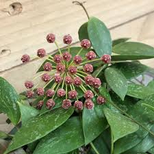 Hoya Gracilis Flower Seeds for Planting – Heirloom, Non-GMO, High Germination Garden Seeds