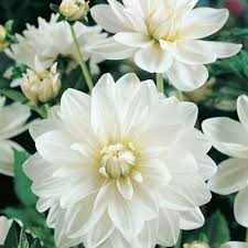 White Dahlia Perennial Flower Seeds for Planting – Sun Loving, Heirloom, Non-GMO, High Germination