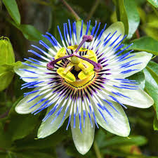 Blue Passion Flower Seeds – Non-GMO, High Germination Heirloom Organic Garden Seeds