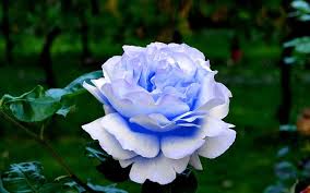 Sky Blue Rose Flower Seeds for Planting – Seasonal Bloomer Heirloom Non-GMO Organic Garden Seeds